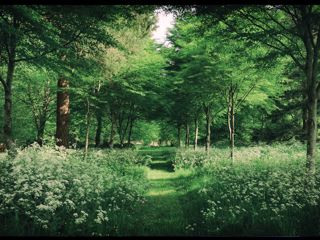Woodland path at the Goodwood Estate