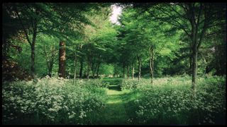 Woodland path at the Goodwood Estate