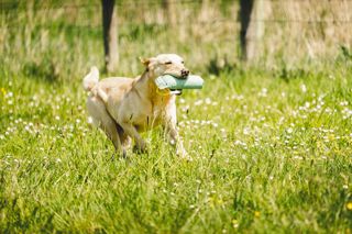 Website-Goodwoof2024_JackBeasley_350.jpg