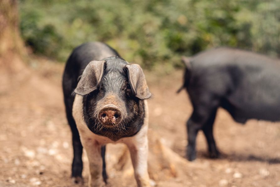 HomeFarmPigs_MaxCarter_2025_005.jpg