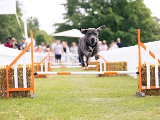 Goodwoof2025_MaxCarter_077.jpg