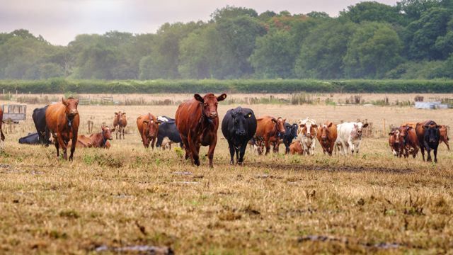HomeFarmCows_JimHolden_2022_001.jpg