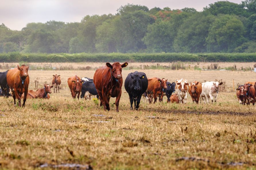 West Sussex, UK. 23 August, 2022. 
Goodwood farm and farm shop images.
Goodwood Estate, West Sussex, UK
Picture by Jim Holden