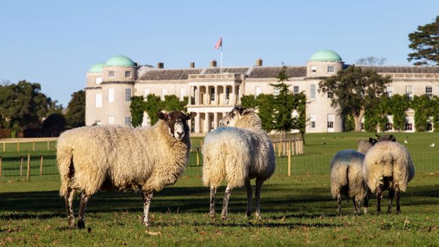 Sheep grazing in front of Goodwood House