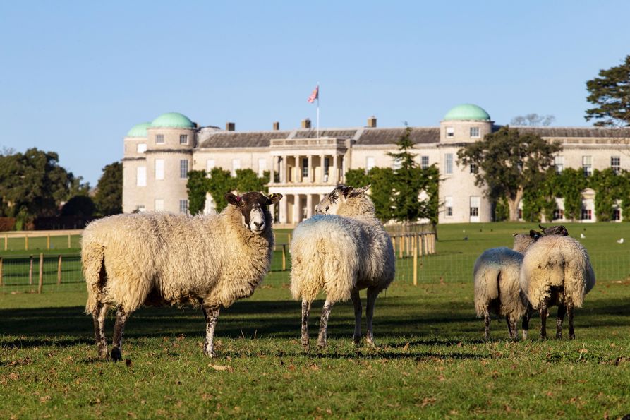 Sheep grazing in front of Goodwood House