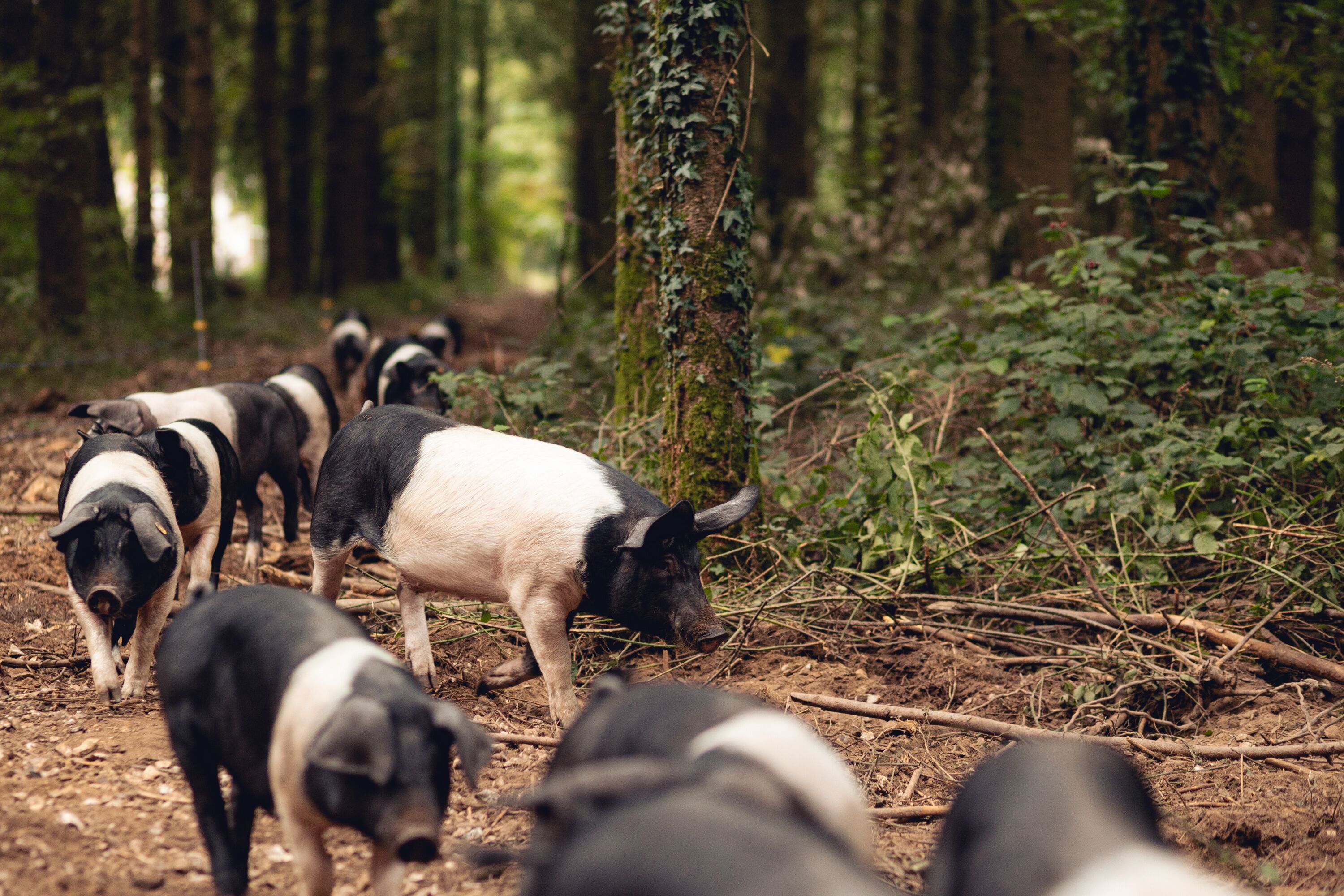 HomeFarmPigs_MaxCarter_2025_011.jpg