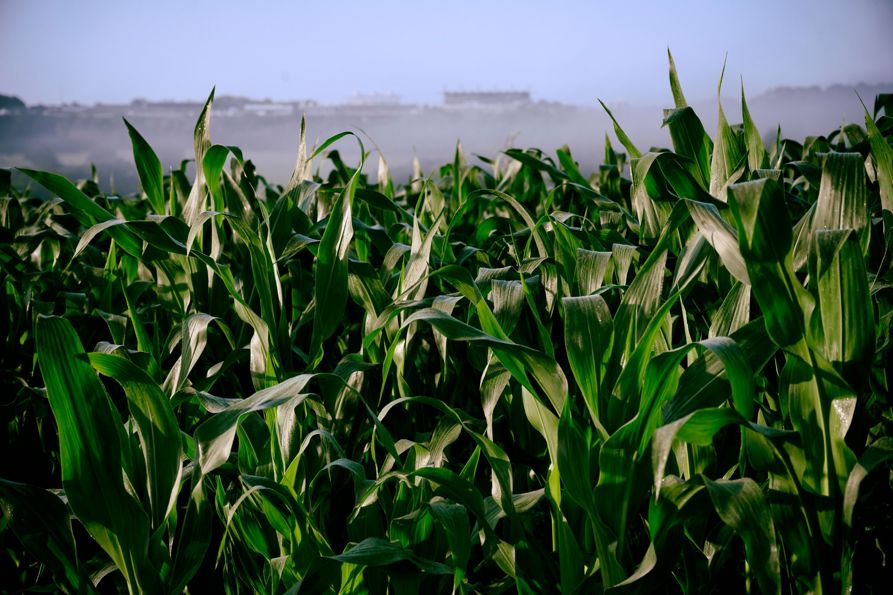 GOODWOOD ESTATE PROJECT..STARTED IN 2019, COMMISSIONED BY DR