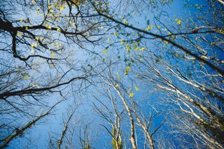 Bluebells_KirstyJayneRussell_2026_-17.jpg