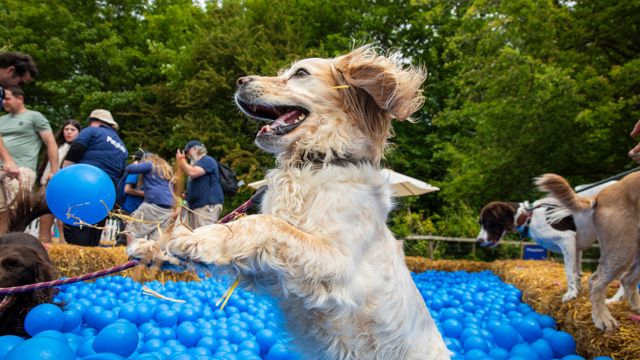Goodwoof2025_MattDunkinson_566.jpg