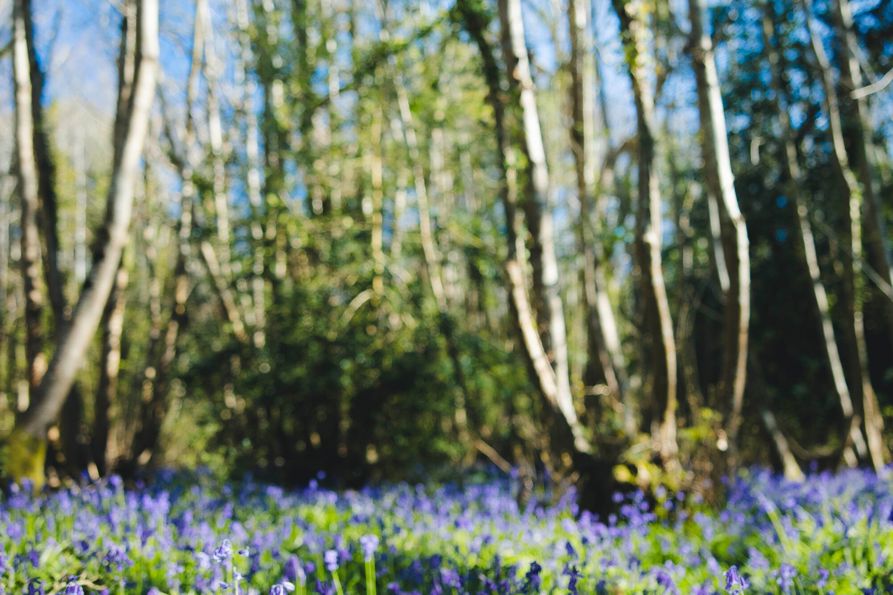 Bluebells_KirstyJayneRussell_2026_-12.jpg