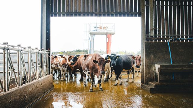 HomeFarmDairy_KirstyJayneRussell_2026_-11.jpg