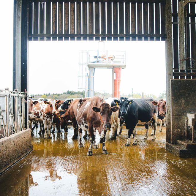HomeFarmDairy_KirstyJayneRussell_2026_-11.jpg