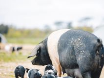HomeFarmPigs_KirstyJayneRussell_2026_-27.jpg