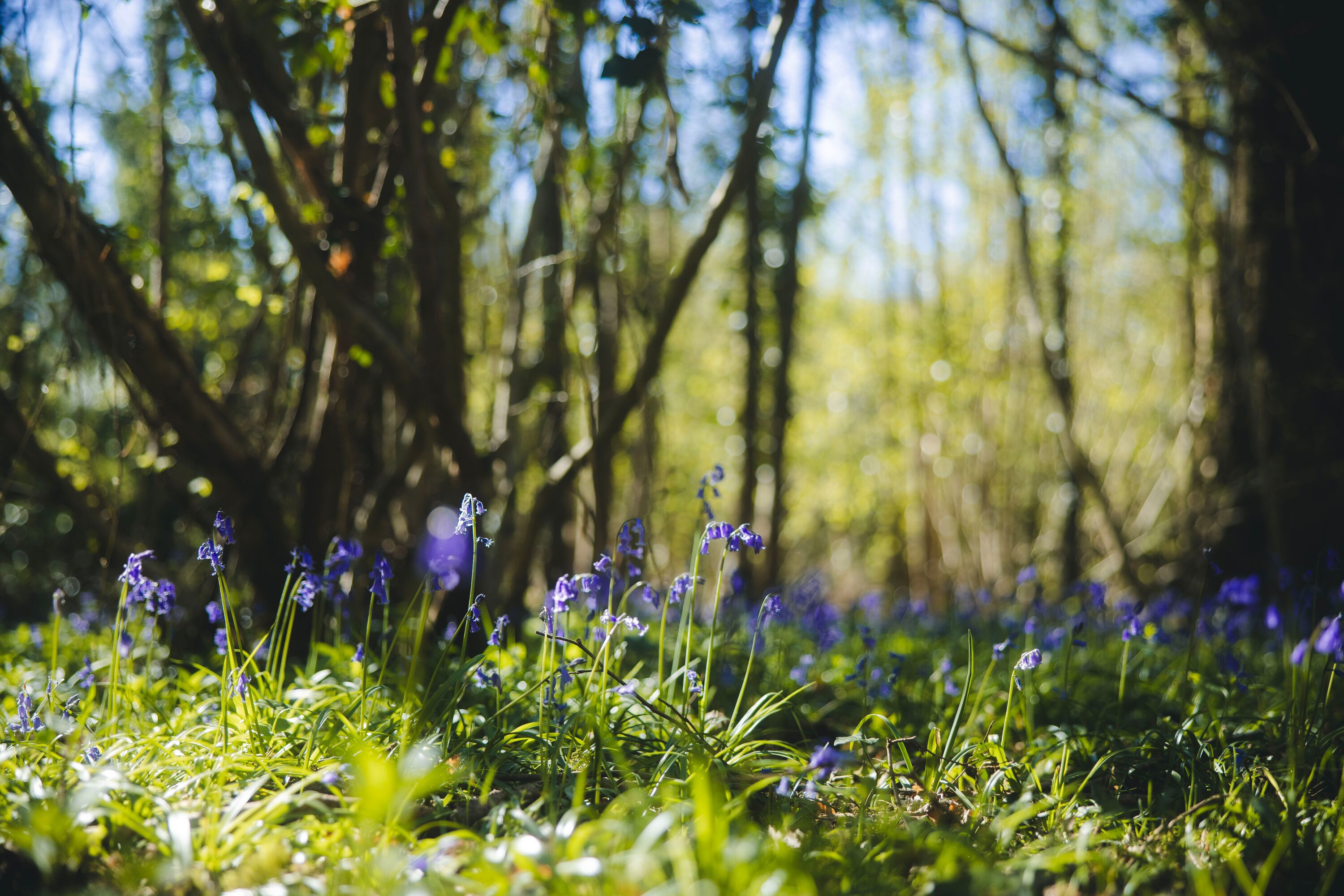 Bluebells_KirstyJayneRussell_2026_-11.jpg