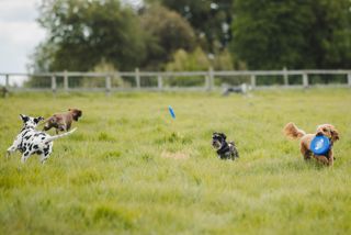 Goodwoof2026_KirstyJayneRussell_523.jpg