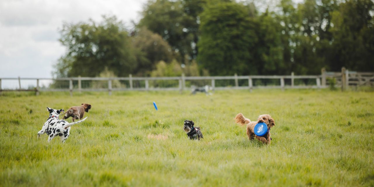 Goodwoof2026_KirstyJayneRussell_523.jpg