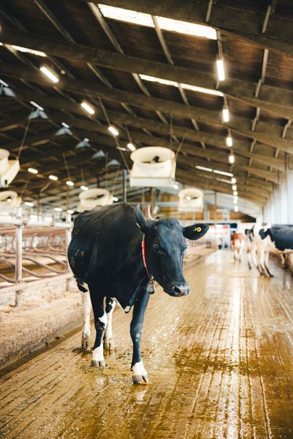 HomeFarmDairy_KirstyJayneRussell_2026_-24.jpg