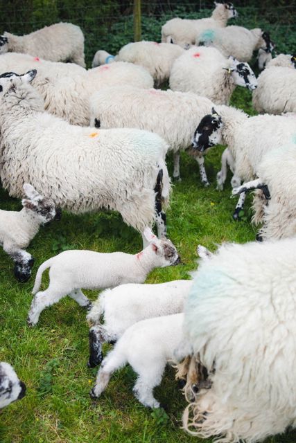 HomeFarmSheep_KirstyJayneRussell_2026_-09.jpg