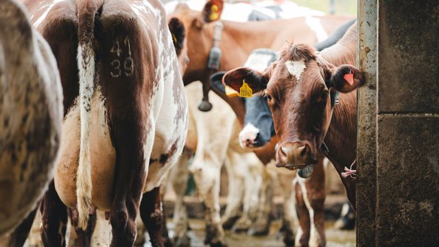 HomeFarmDairy_KirstyJayneRussell_2026_-22.jpg