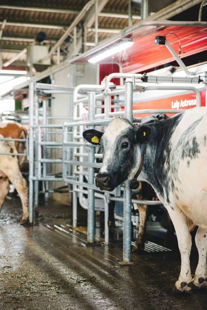 HomeFarmDairy_KirstyJayneRussell_2026_-10.jpg