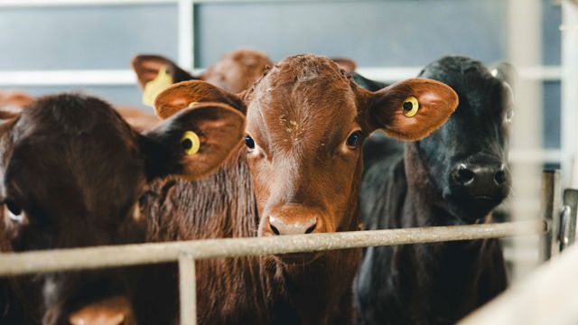HomeFarmDairy_KirstyJayneRussell_2026_-09.jpg