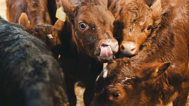 HomeFarmDairy_KirstyJayneRussell_2026_-06.jpg
