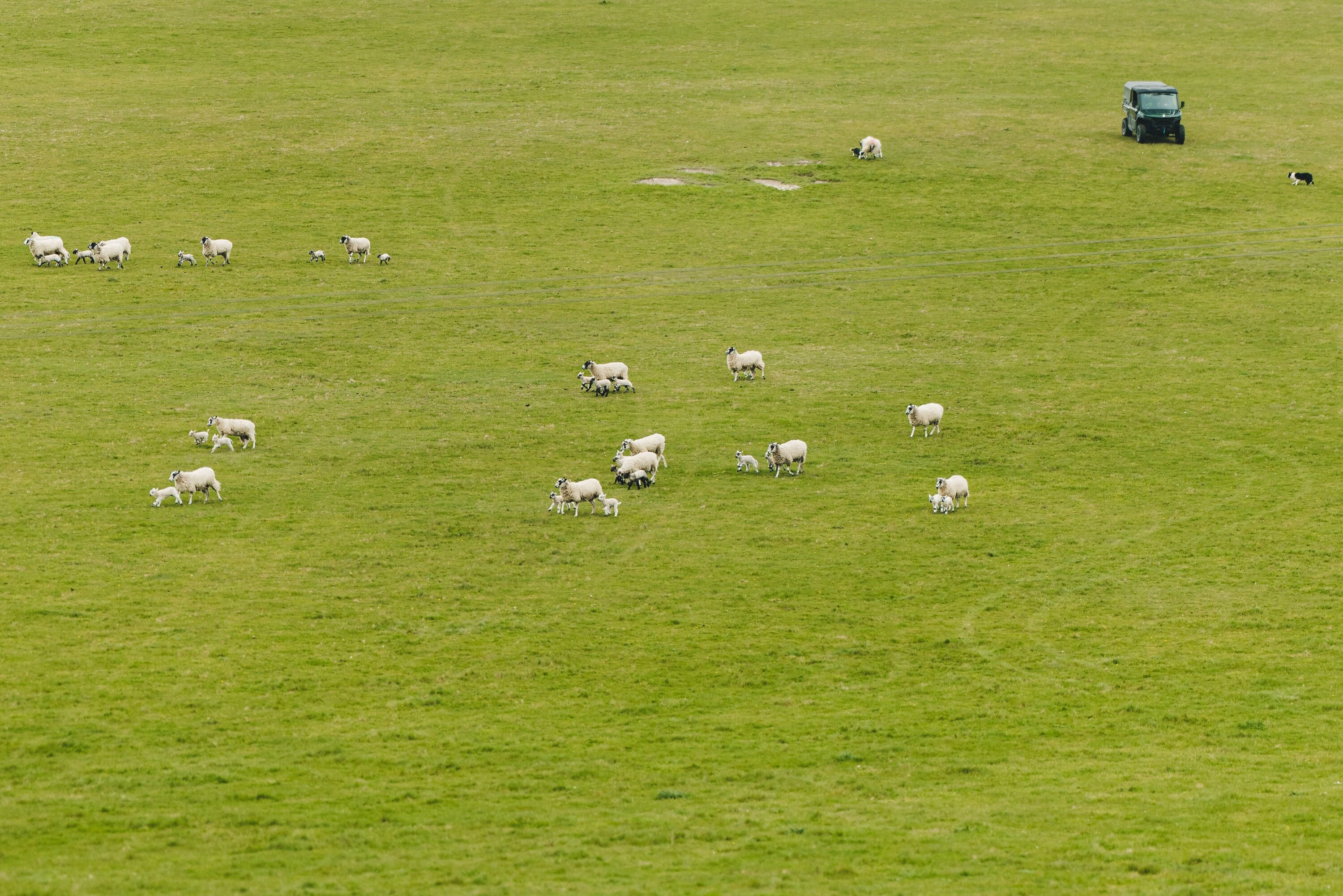 HomeFarmSheep_KirstyJayneRussell_2026_-02.jpg