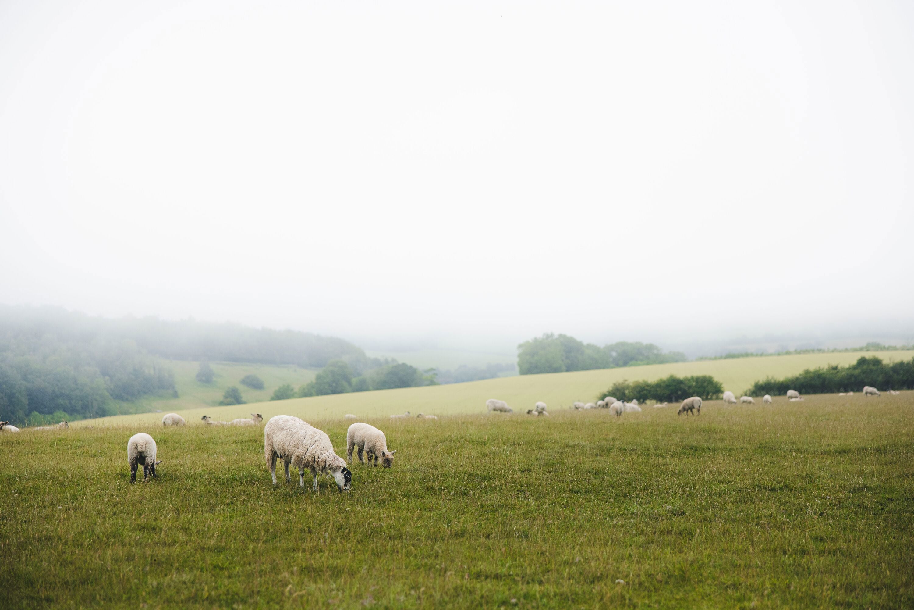 TrundleFog_KirstyJayneRussell_2026-8.jpg