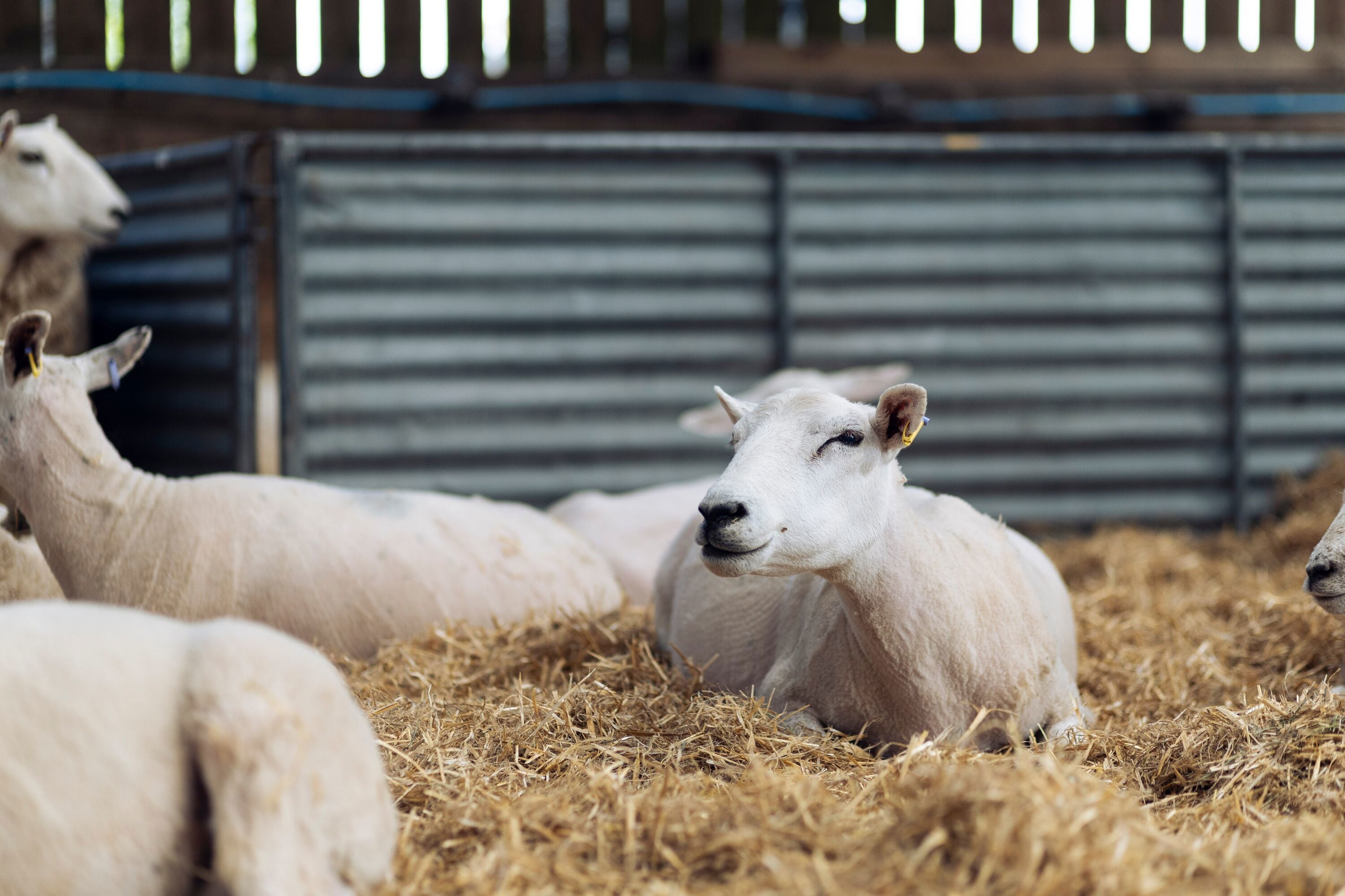 OpenFarm_MaxCarter_2026-12.jpg