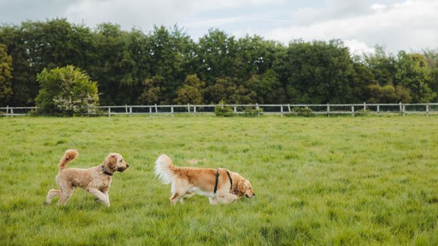 Goodwoof2026_KirstyJayneRussell_533.jpg