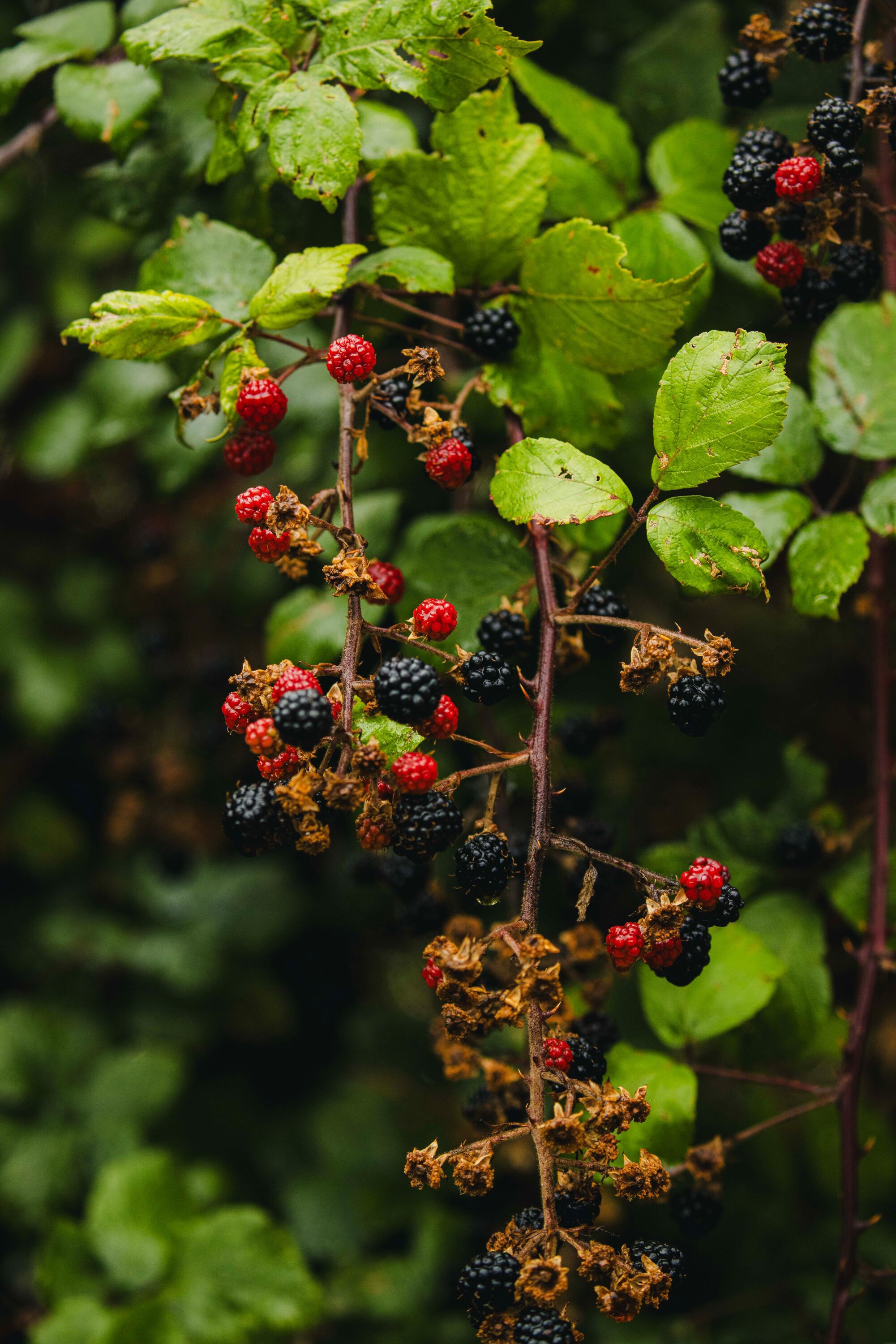 Estate-Rain-Nature_Kirsty-Jayne-Russell_04-09-26-20.jpg
