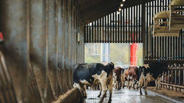 HomeFarmDairy_KirstyJayneRussell_2026_-13.jpg