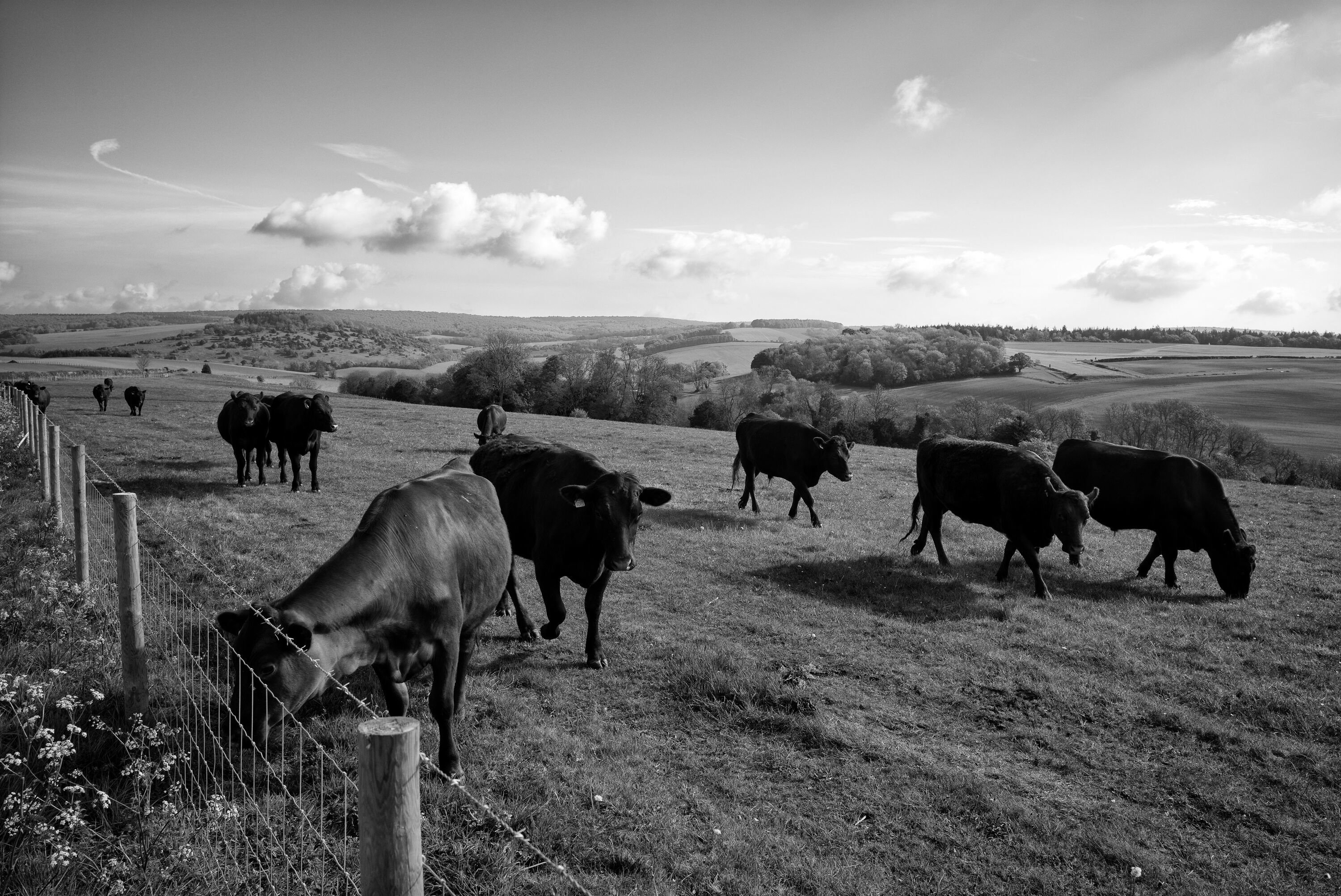 GOODWOOD ESTATE PROJECT..STARTED IN 2019, COMMISSIONED BY DR