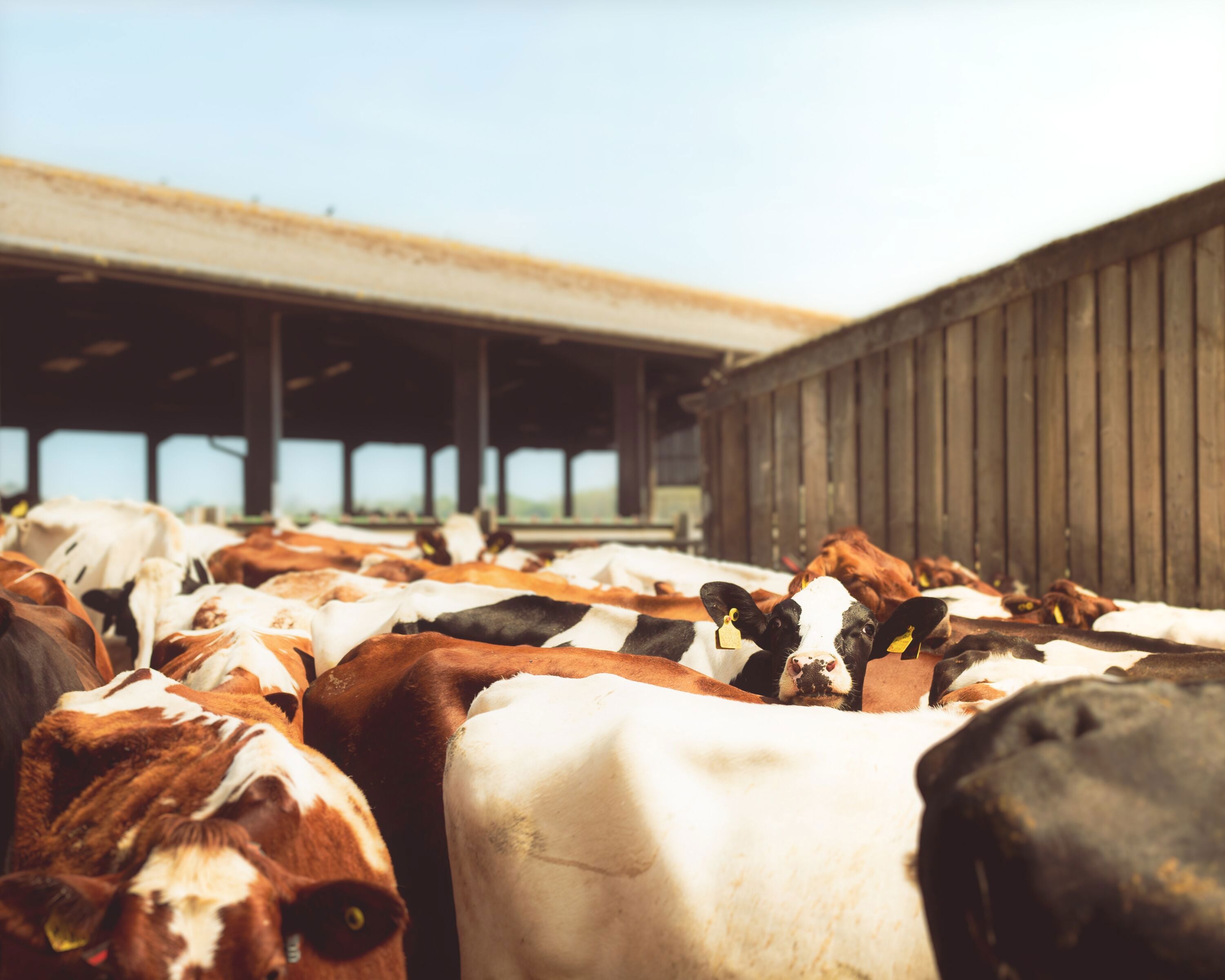 Website-HomeFarmCows_MaxCarter_2024_001.jpg