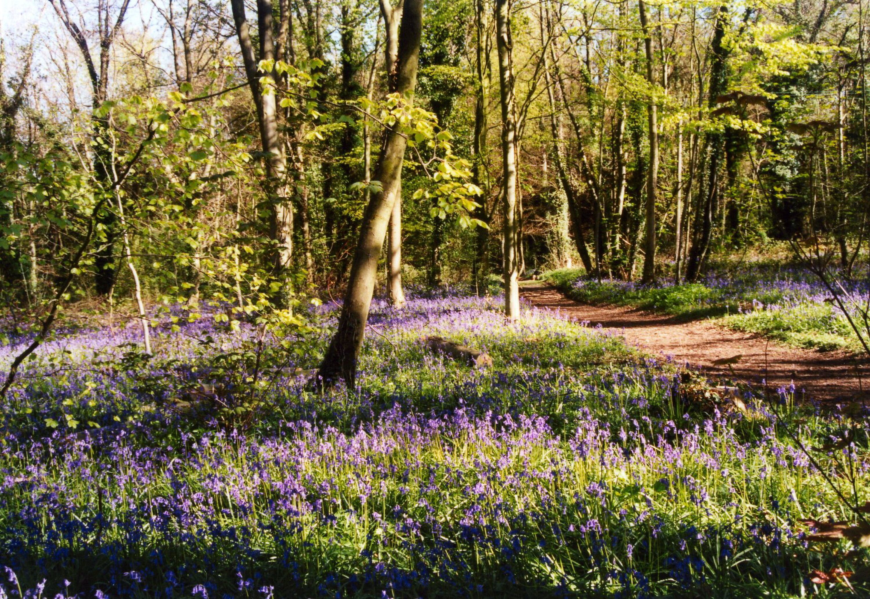 Website-Bluebells-5-Enhanced-SR.jpg