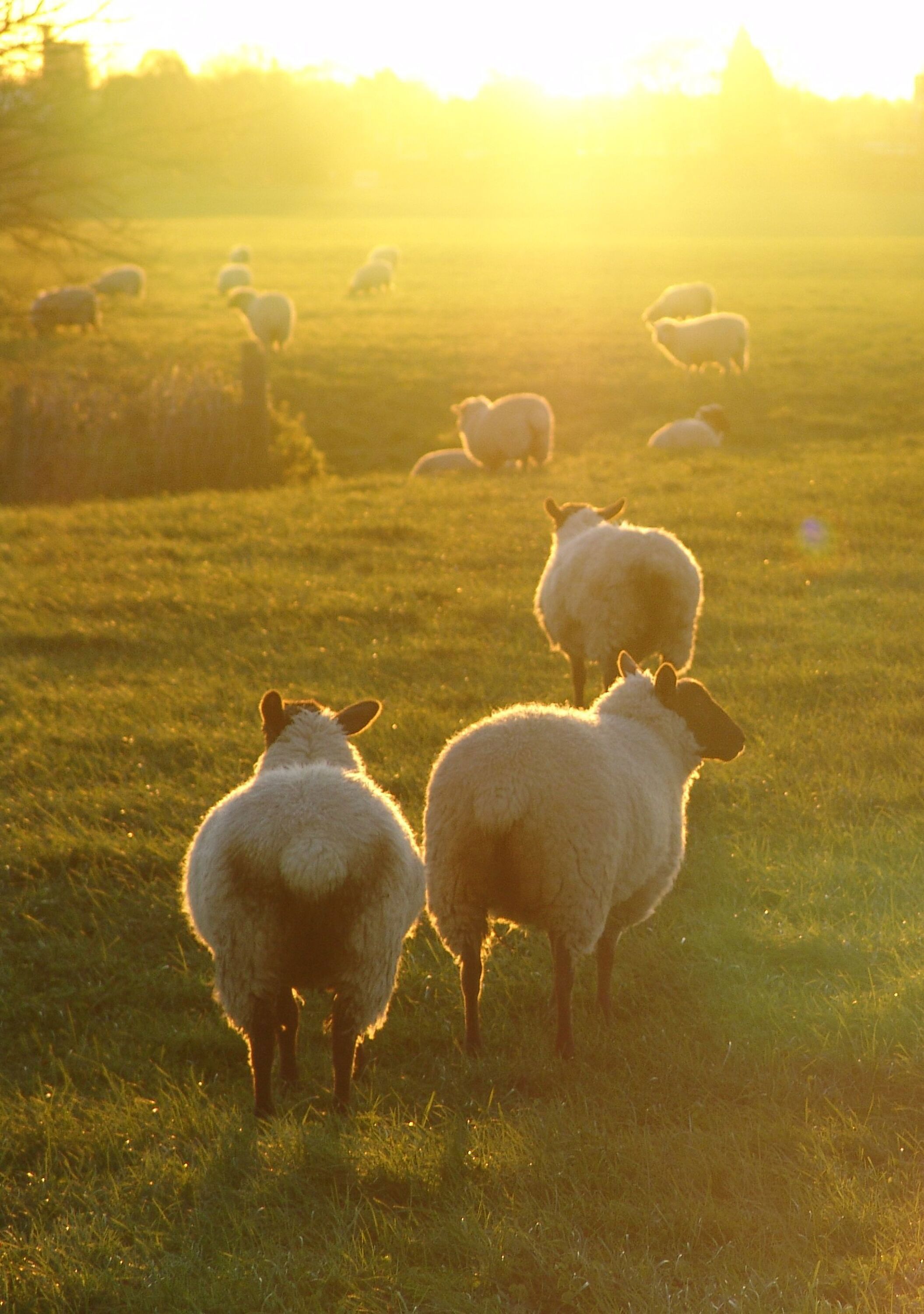 Website-sheep-8a-1-Enhanced-SR.jpg