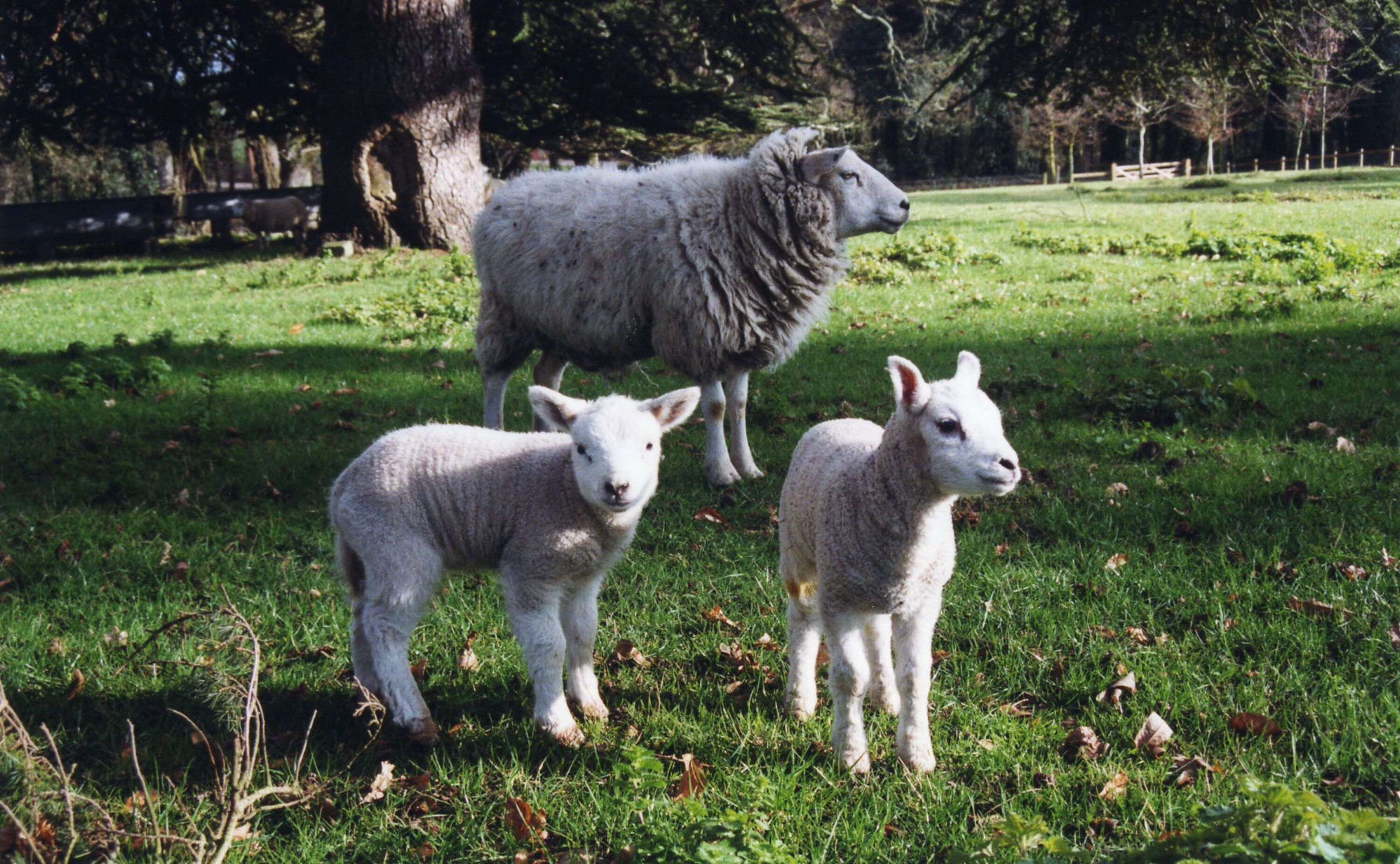 Website-Sheep-lambs-Enhanced-SR.jpg