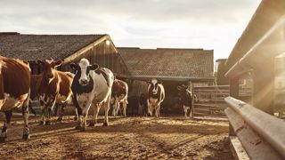 Website-HomeFarm2018010.jpg