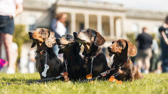 goodwood 2025 in numbers 04.jpg