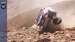 Dakar-2020-Toyota-Hilux-Ronan-Chabot-Crash-Video-Goodwood-15012020.jpg