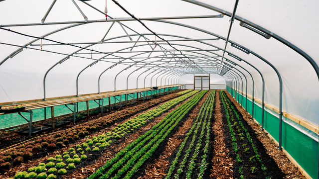 MarketGarden_JohnathanSwann__15.jpg