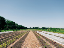 MarketGarden_JohnathanSwann__9.jpg
