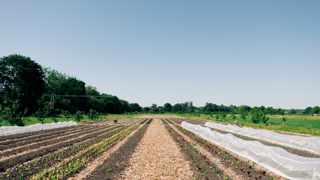 MarketGarden_JohnathanSwann__9.jpg