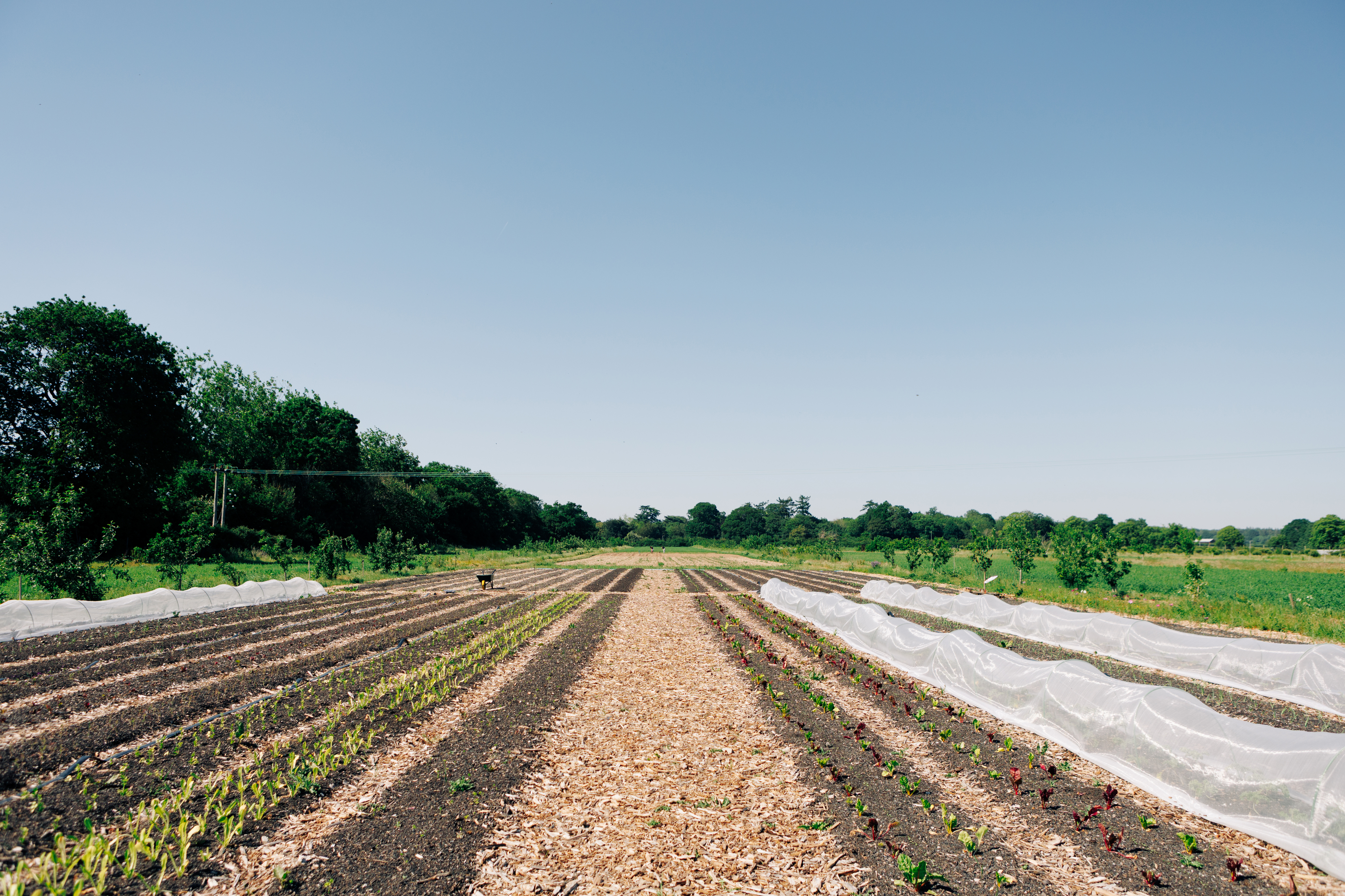 MarketGarden_JohnathanSwann__9.jpg