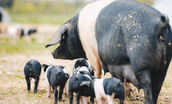 Estate Sizing Template (24).png