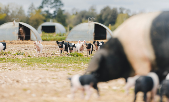 Estate Sizing Template (27).png