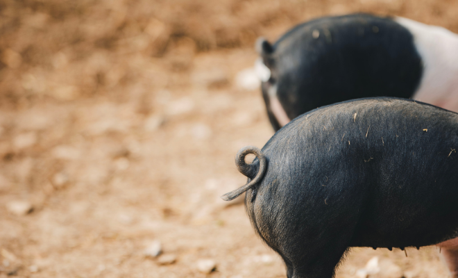 Estate Sizing Template (28).png