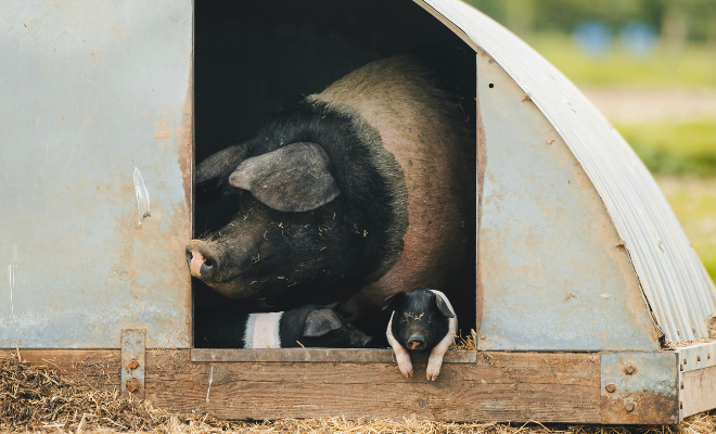 Estate Sizing Template (29).png