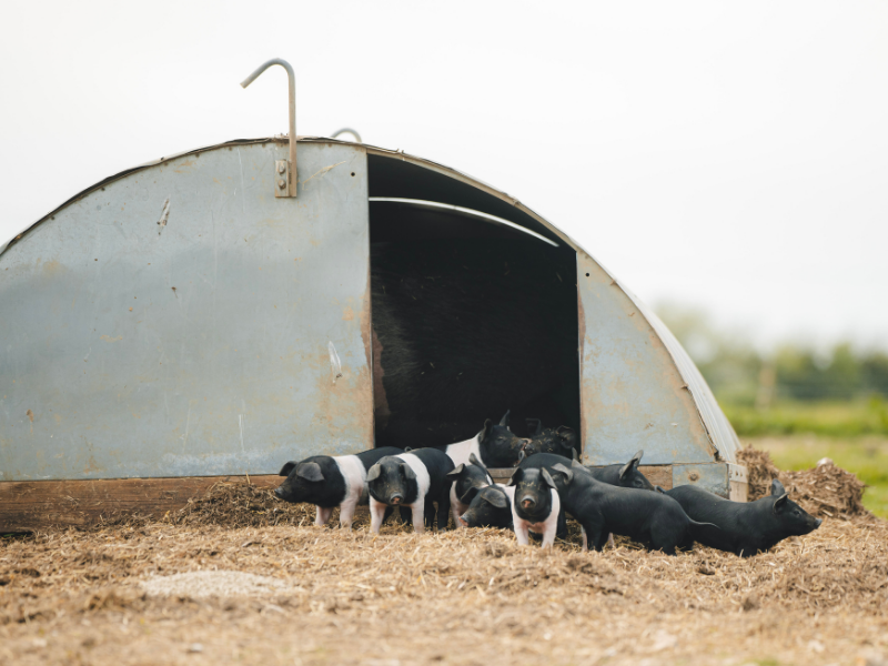 Estate Sizing Template (31).png