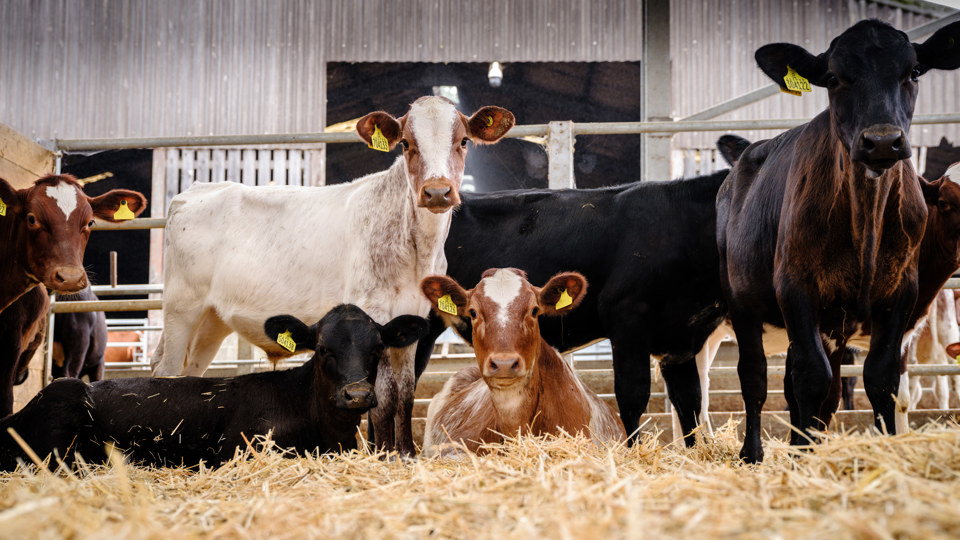 Goodwood_farm_42_JH.jpg